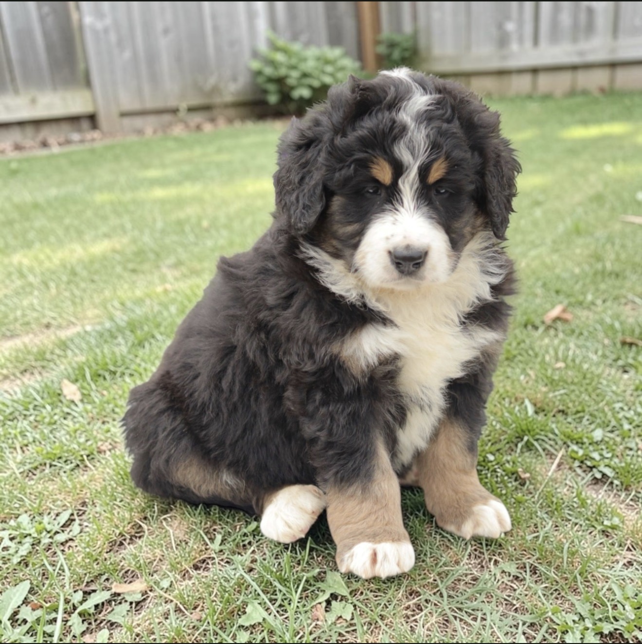 Luxury puppy in golden archway