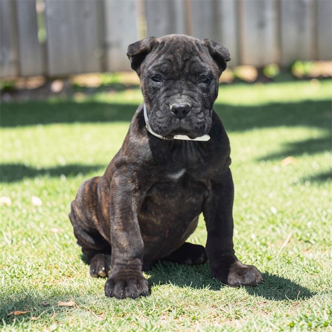 Atlas the Cane Corso