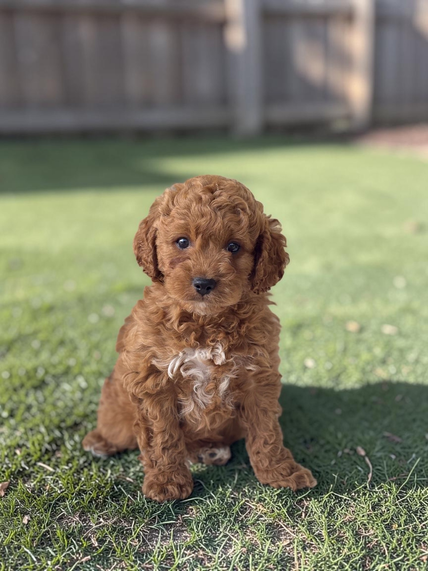 Amber the Cavapoo