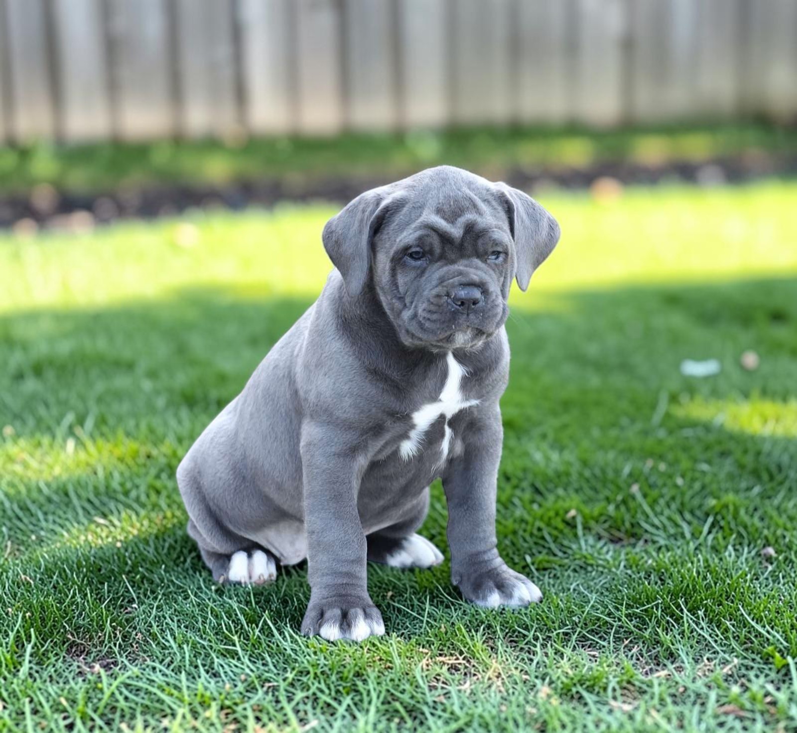 Aspen the Cane Corso