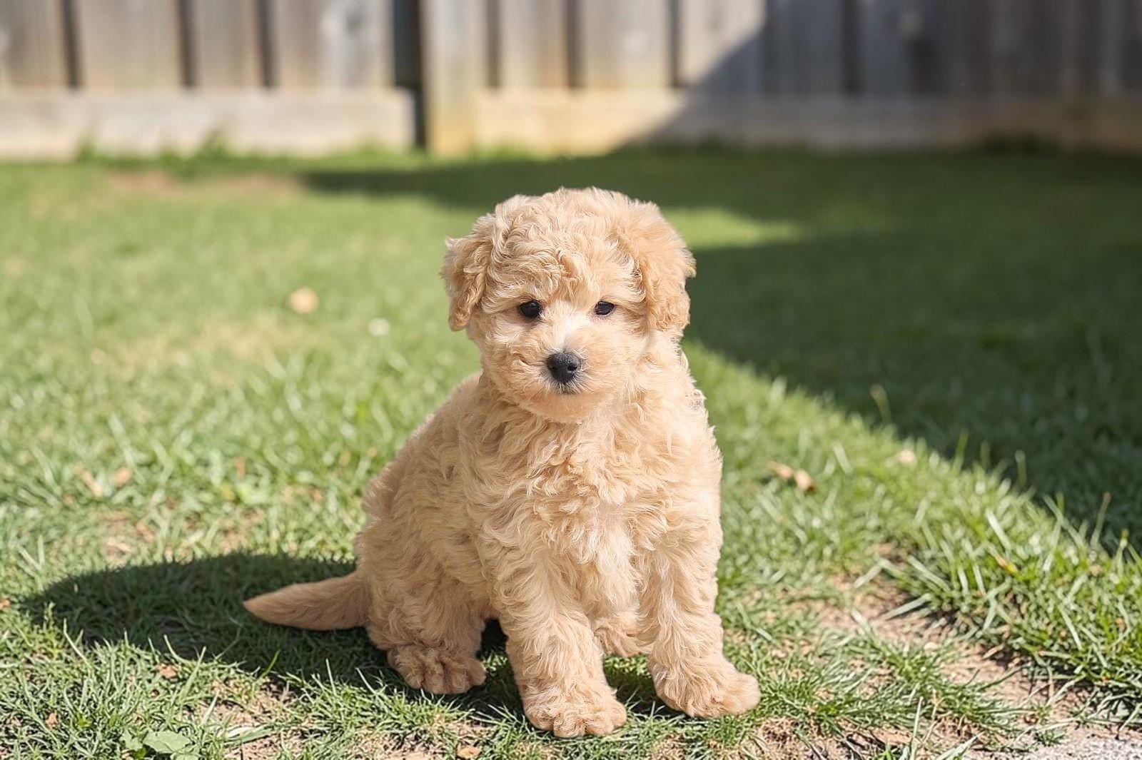 Ava the Mini Goldendoodle