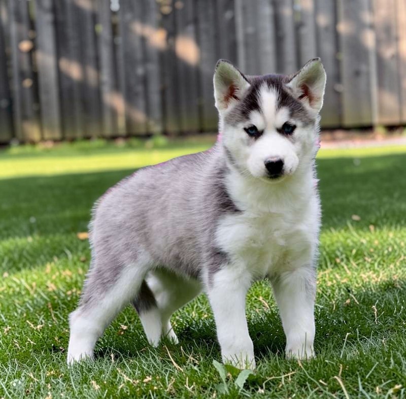 Aurora the Siberian Husky