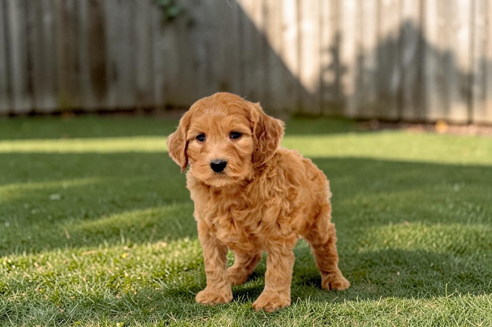 Annie the Mini Goldendoodle