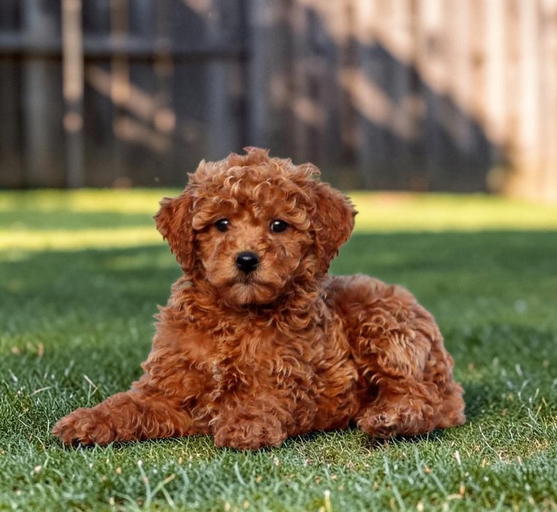 Ace the Mini Poodle