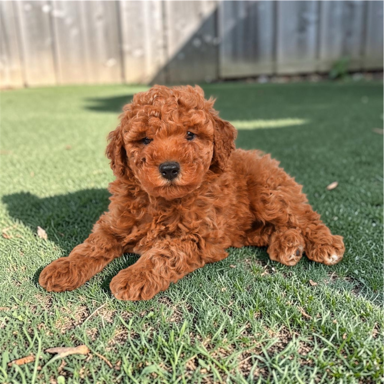 Aria the Mini Poodle