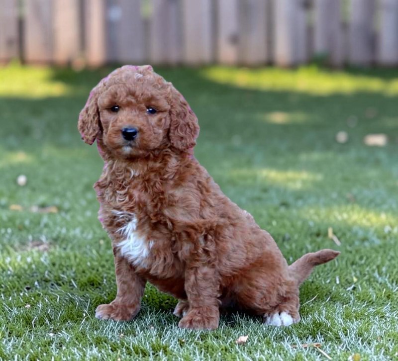 Angel the Mini Goldendoodle