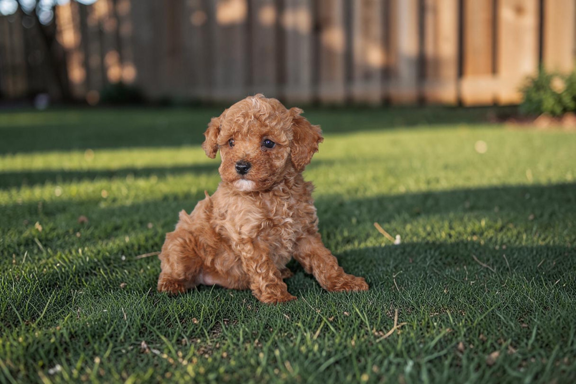 Apollo the Mini Poodle
