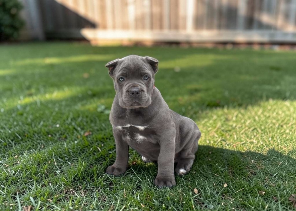 Azura the Cane Corso